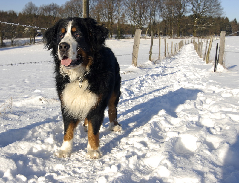 1++++Anton Ruhpolding_DDB4649 Kopie.jpg